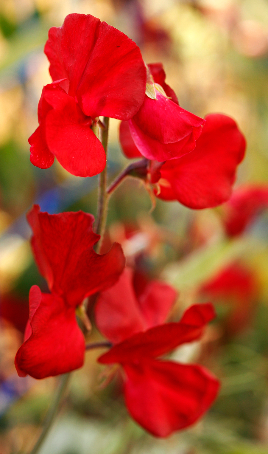 Solstice Crimson