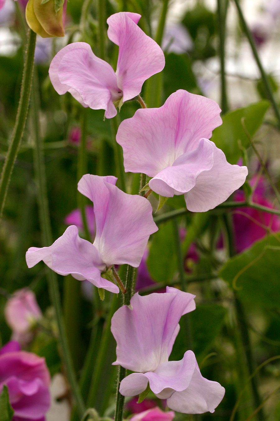 Solstice Lavender