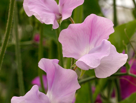Solstice Lavender