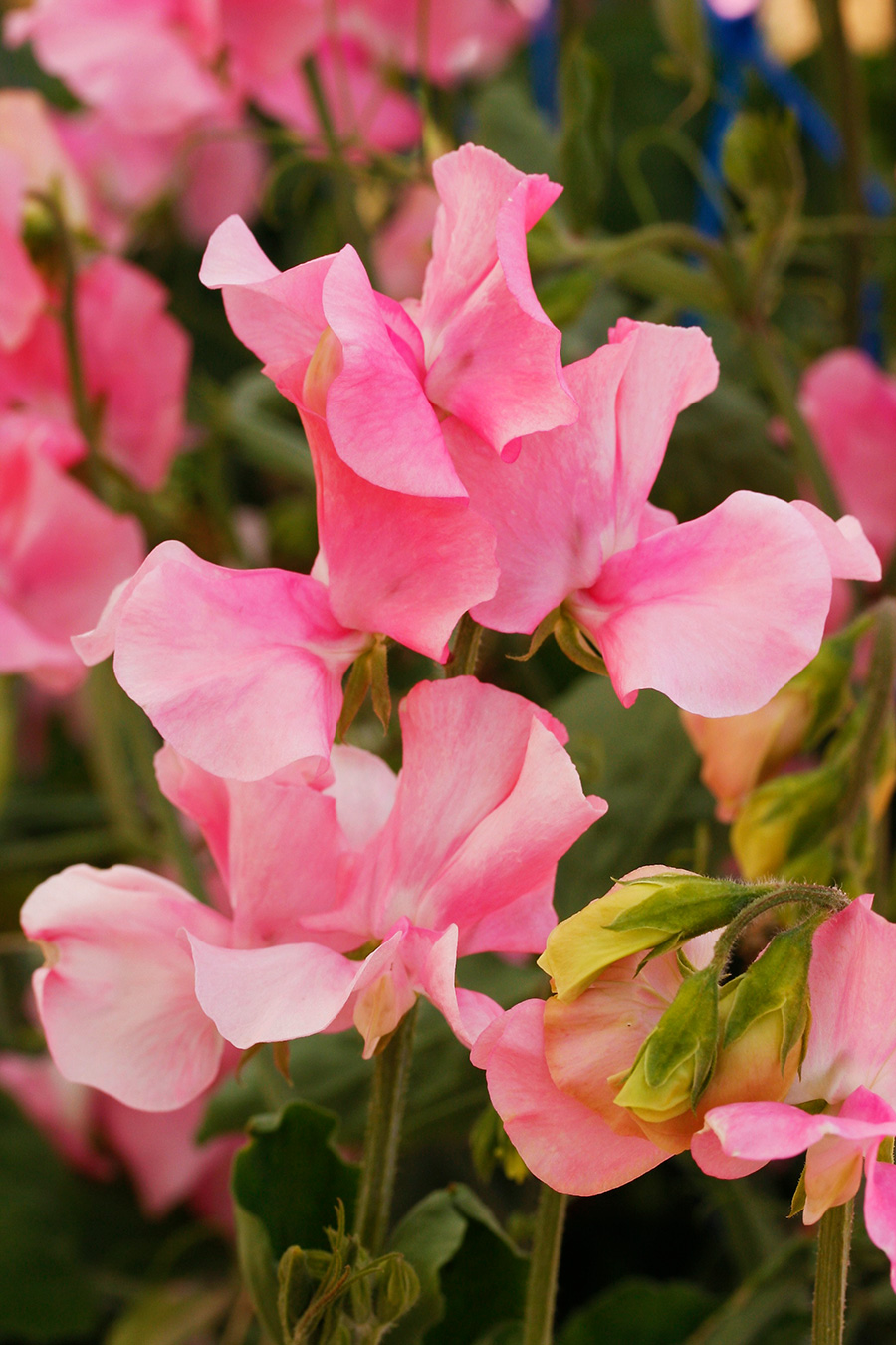 Solstice Soft Pink