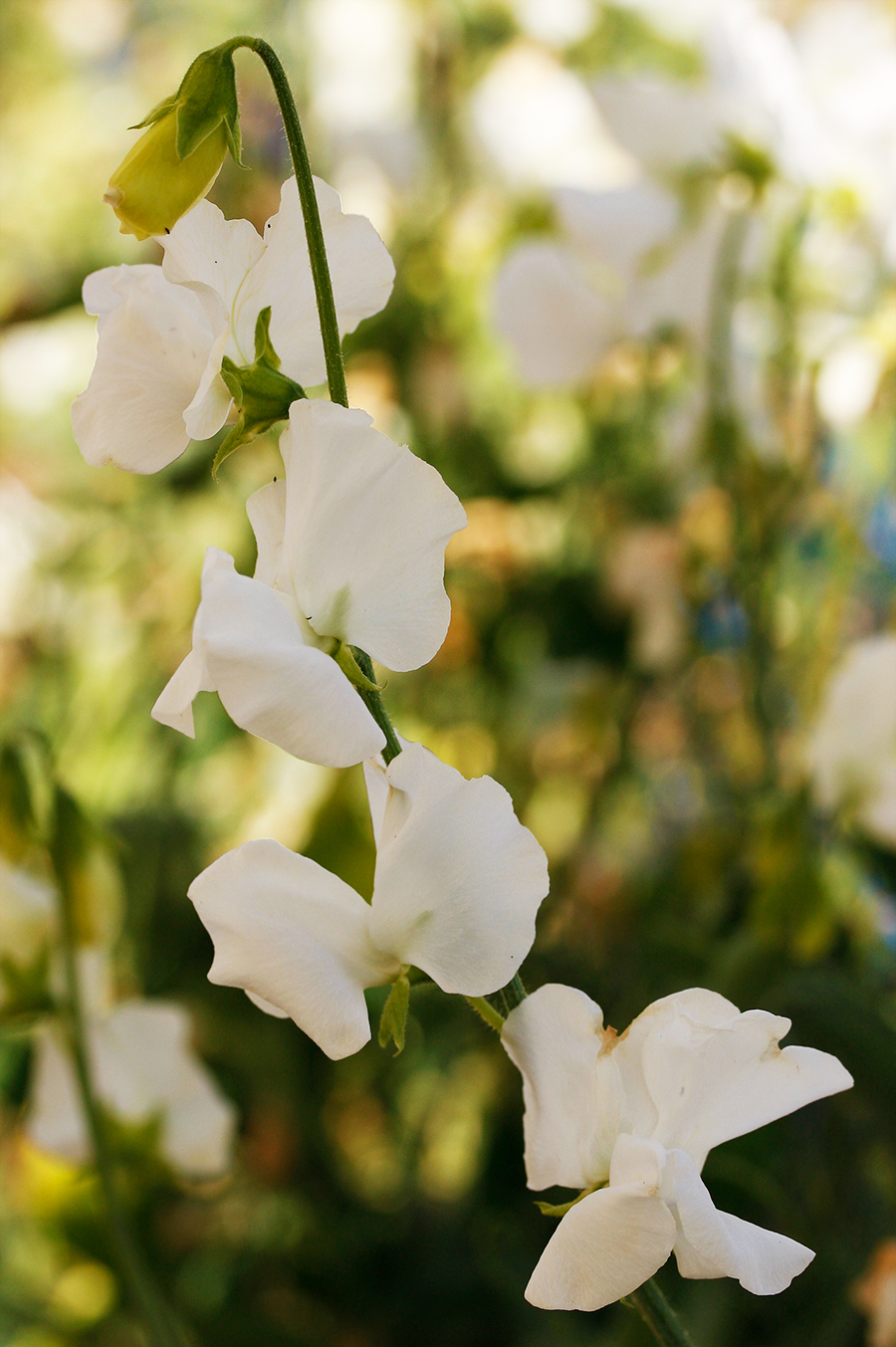 Solstice White