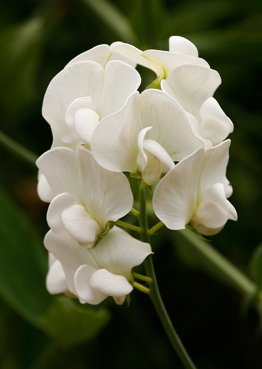 Lathyrus latifolius 'White Pearl'