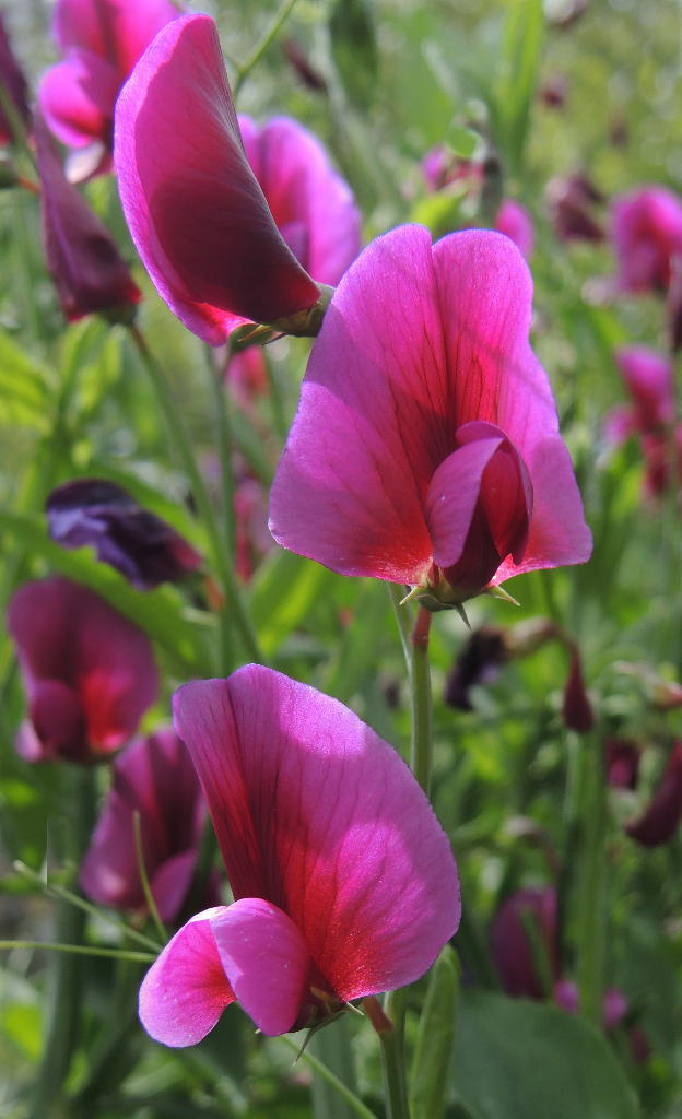 Lathyrus tingitanus