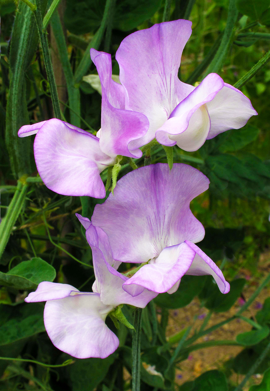More Scent