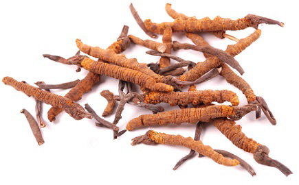 The Wonderful Power of Cordyceps is Hot News - But Do the Scientists Agree?