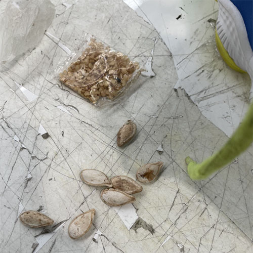 Seedy concealment in shoes foiled by biosecurity staff 