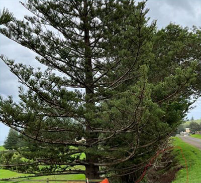 Removal of tree in KAVHA to prevent further damage