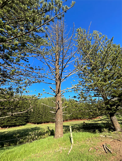 Tree removal for community safety – Country Road, Kingston