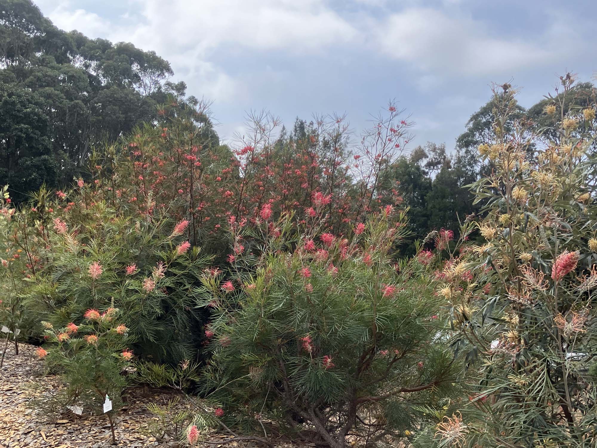 	Illawarra Register run Bulli Grevilla Park