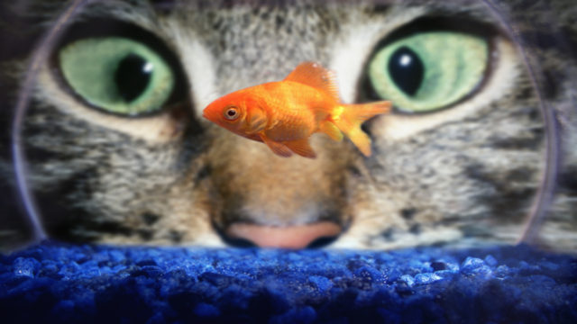 Cat eyes and gold fish