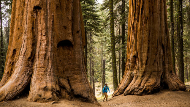 Person walking between large trees