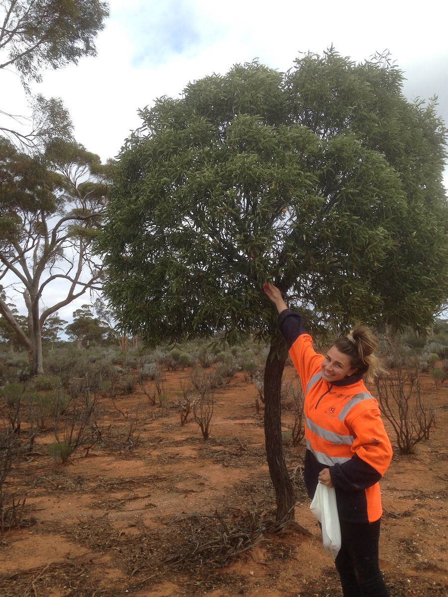 Fieldy Ash learning how to spot a Quandong tree