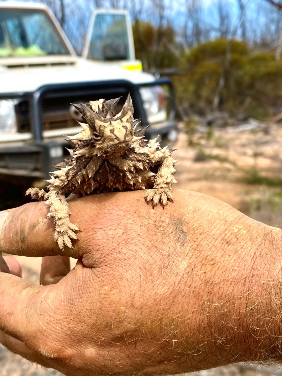 Thorny Devil - Lake Johnston Project