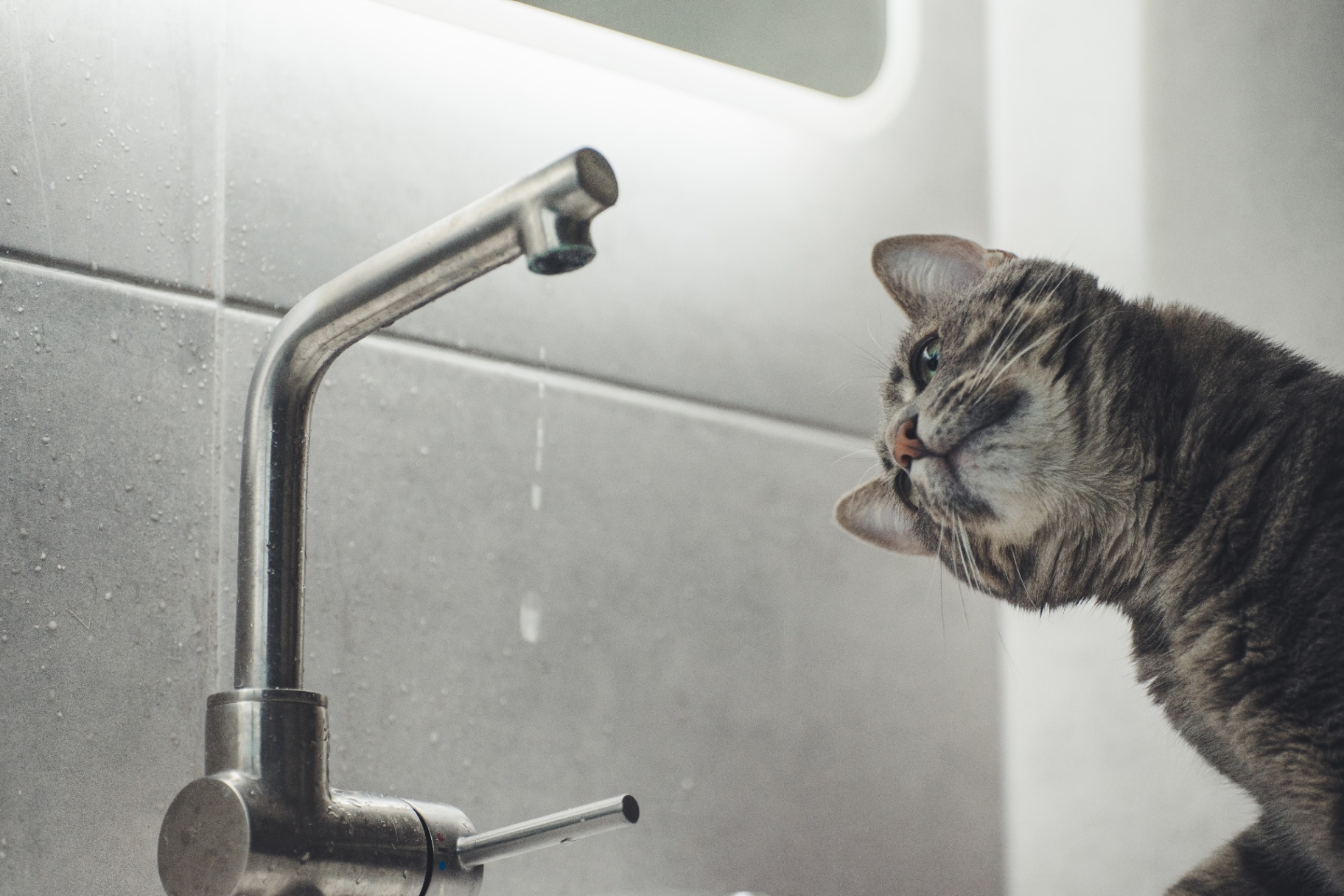 cat drinking from dripping tap