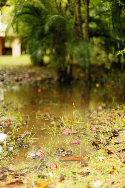 flooded garden