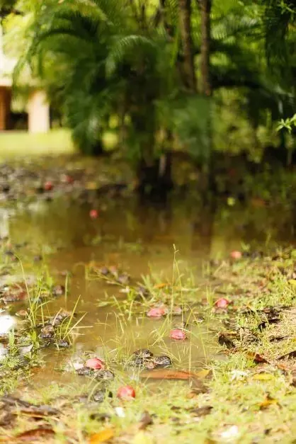 flooded yard