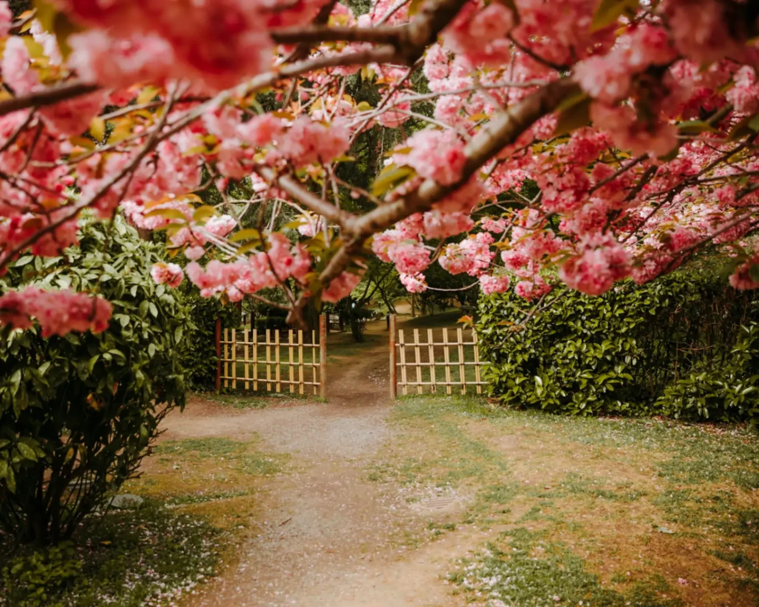 beautiful backyard