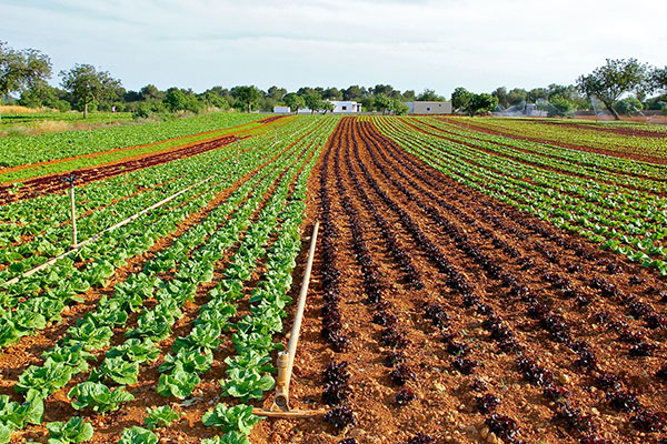 Large agriculture business