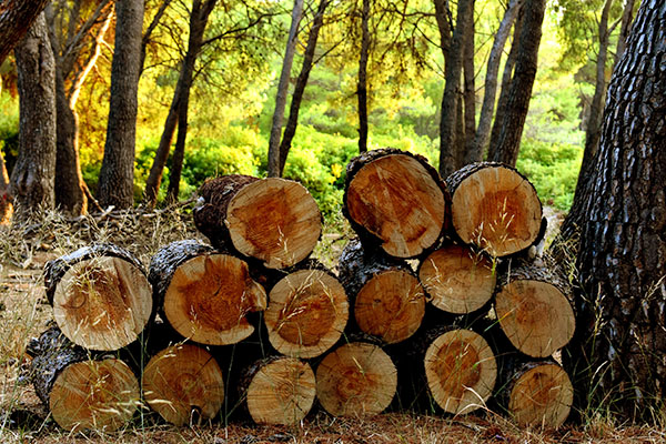Timber Manufacturer