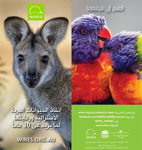 Brochure Arabic