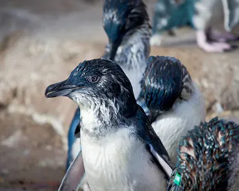 University of Sydney