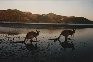 Watch a fly-out