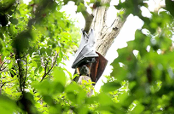 As an organisation committed to preserving Australia’s wildlife