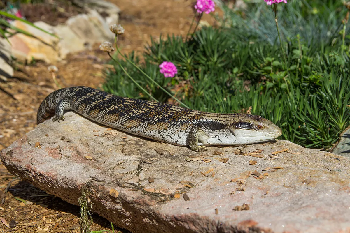 Wildlife Friendly Gardens