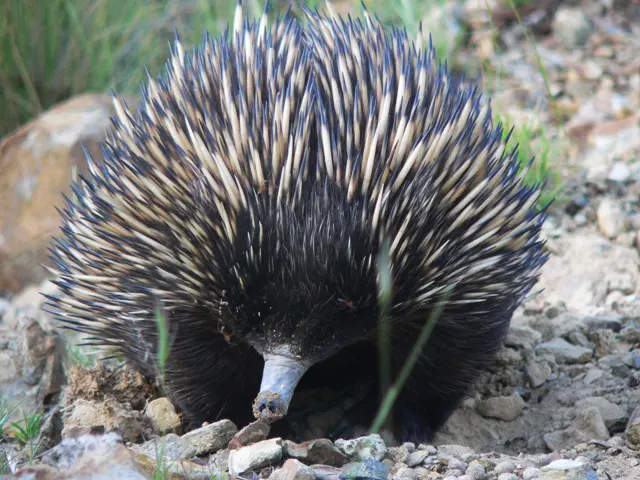 Echidna