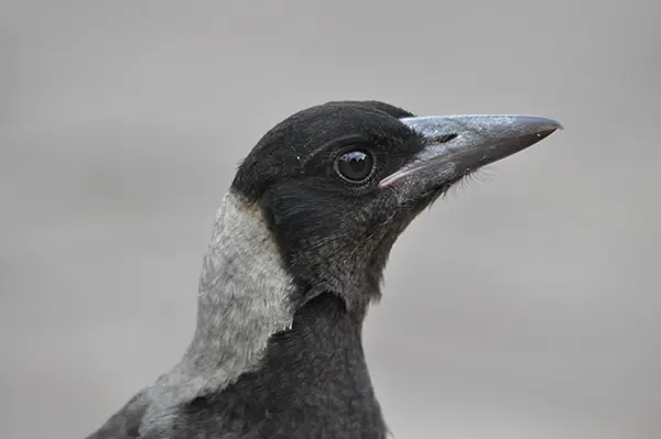 Magpies