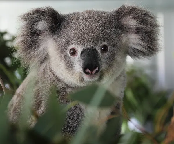 Koala Facts for Kids, Australian Animals