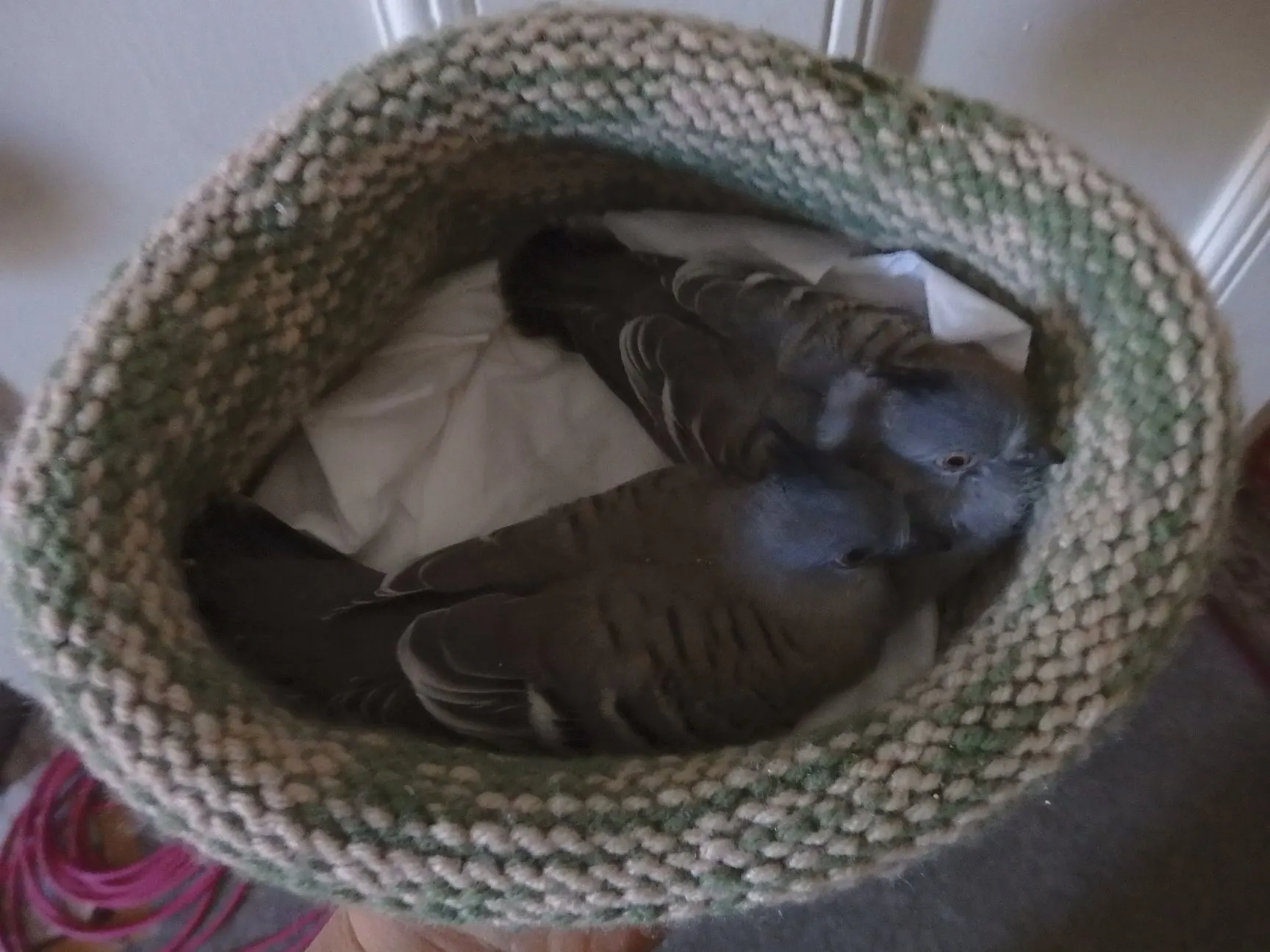 Making Nests for Wildlife in care