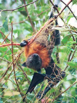 Wildlife friendly netting