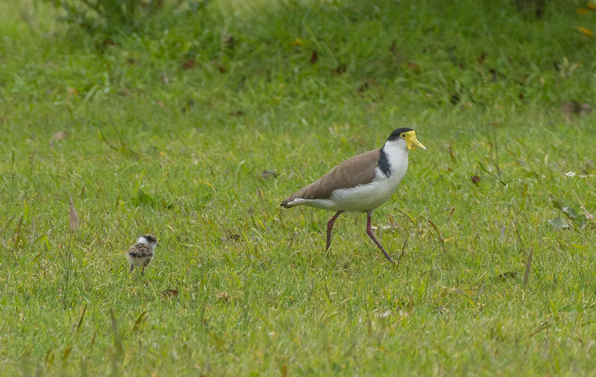 Plovers