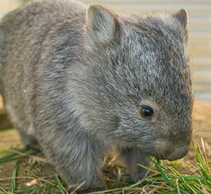 Wombats