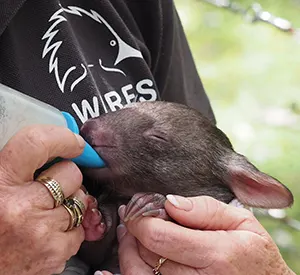 Wombats