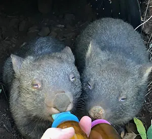 Wombats