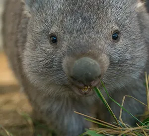 Wombats