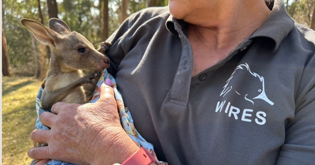 Volunteering with WIRES