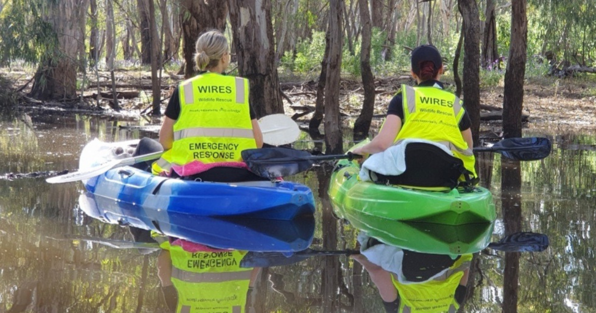 Volunteering with WIRES