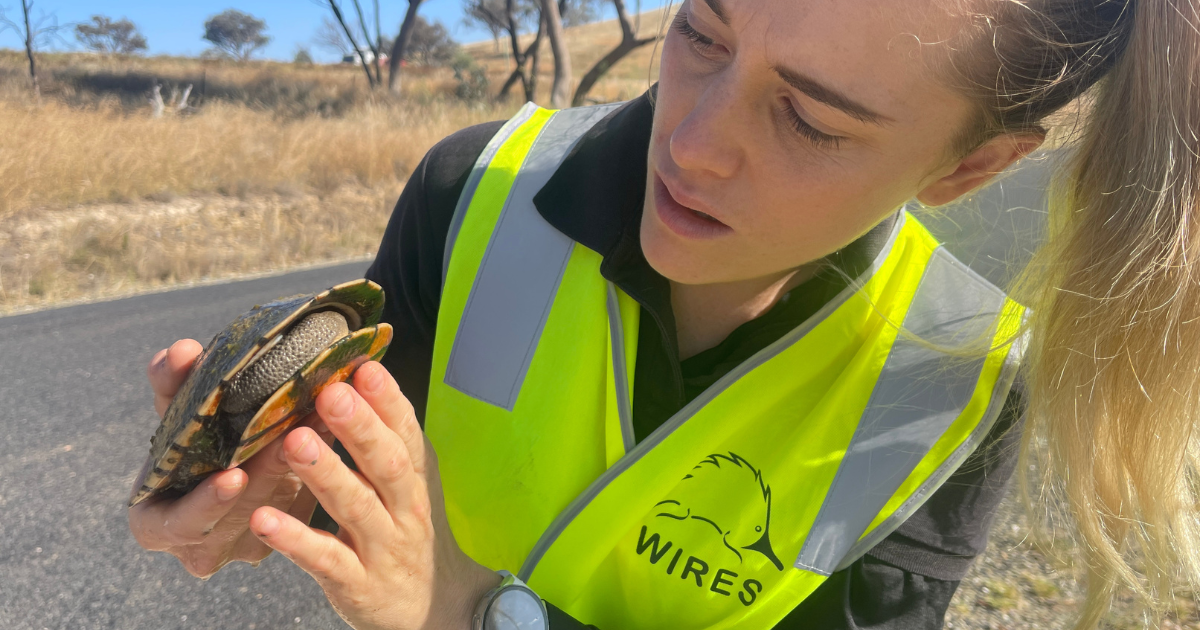 Volunteering with WIRES