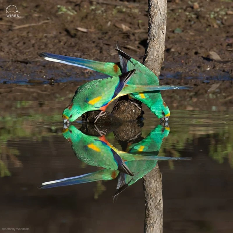 Corporate Partner Opportunities