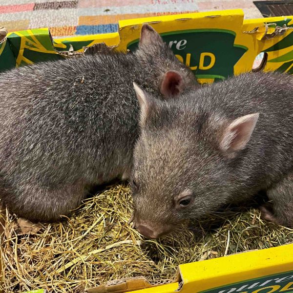 Help wildlife every day