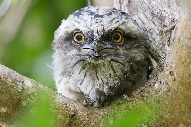 Fundraise for Wildlife 