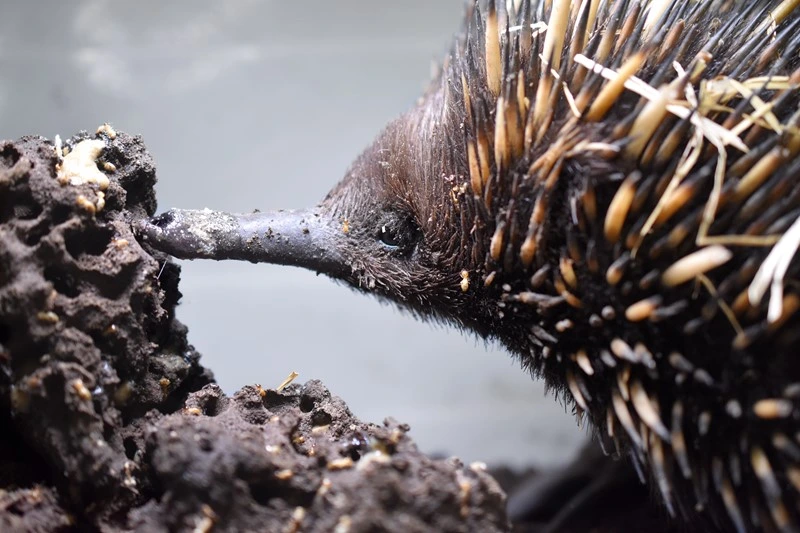 Become a Virtual Carer