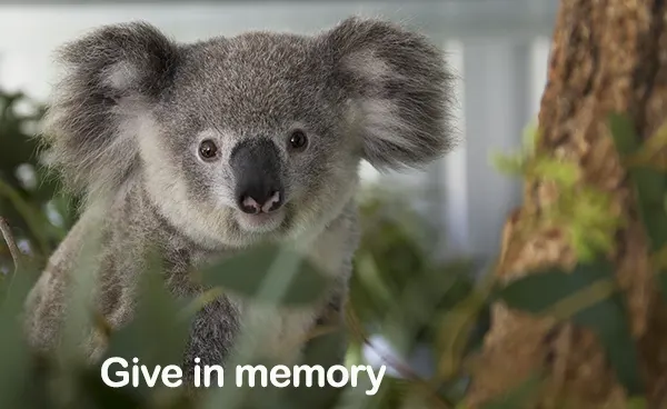 Donate in memory