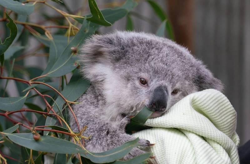 Philanthropy & Major Gifts