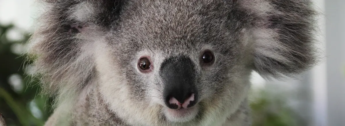 Help wildlife every day
