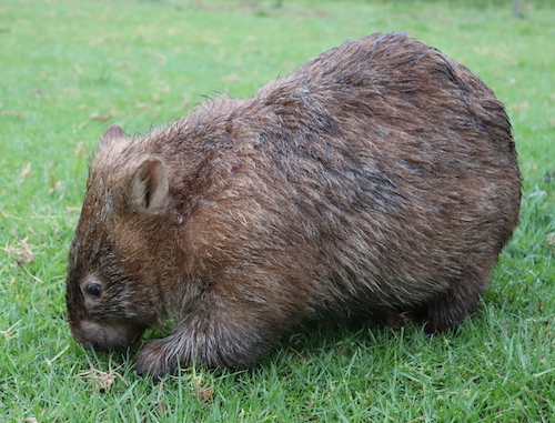 Wildlife and Sustainability