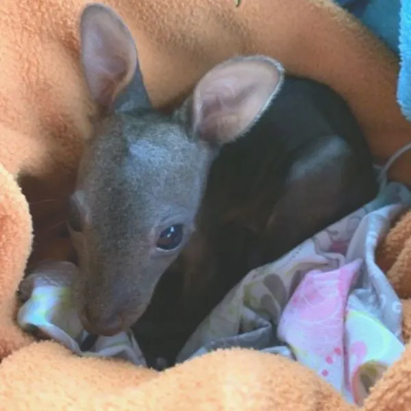 Help wildlife every day